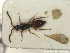  (Pantoclis striata - HYMNI2784)  @11 [ ] Creative Commons  Attribution Non-Commercial Share-Alike (2021) NTNU University Museum, Department of Natural History Unspecified