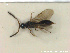  ( - HYMNI2785)  @11 [ ] Creative Commons  Attribution Non-Commercial Share-Alike (2021) NTNU University Museum, Department of Natural History Unspecified