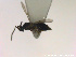  ( - HYMNI2786)  @11 [ ] Creative Commons  Attribution Non-Commercial Share-Alike (2021) NTNU University Museum, Department of Natural History Unspecified