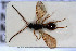  ( - HYMNI3036)  @11 [ ] Creative Commons  Attribution Non-Commercial Share-Alike (2023) NTNU University Museum, Department of Natural History NTNU University Museum, Department of Natural History