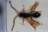  (Pantoclis magnicornis - HYMNI3037)  @11 [ ] Creative Commons  Attribution Non-Commercial Share-Alike (2023) NTNU University Museum, Department of Natural History NTNU University Museum, Department of Natural History