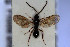  (Pantoclis microcera - HYMNI3041)  @11 [ ] Creative Commons  Attribution Non-Commercial Share-Alike (2023) NTNU University Museum, Department of Natural History NTNU University Museum, Department of Natural History