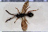  (Pantoclis gravlundi - HYMNI3050)  @11 [ ] Creative Commons  Attribution Non-Commercial Share-Alike (2023) NTNU University Museum, Department of Natural History NTNU University Museum, Department of Natural History