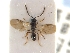  (Pantoclis fusca - HYMNI3246)  @11 [ ] Creative Commons  Attribution Non-Commercial Share-Alike (2022) NTNU University Museum, Department of Natural History NTNU University Museum, Department of Natural History
