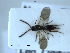  (Pantoclis striola - HYMNI3455)  @11 [ ] Creative Commons  Attribution Non-Commercial Share-Alike (2023) NTNU University Museum, Department of Natural History NTNU University Museum, Department of Natural History