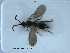  (Pantoclis proxima - HYMNI3459)  @11 [ ] Creative Commons  Attribution Non-Commercial Share-Alike (2023) NTNU University Museum, Department of Natural History NTNU University Museum, Department of Natural History