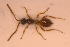  (Pantoclis cursor - HYMNI3497)  @11 [ ] Creative Commons  Attribution Non-Commercial Share-Alike (2024) NTNU University Museum, Department of Natural History NTNU University Museum, Department of Natural History