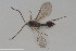  ( - HYMNI3647)  @11 [ ] Creative Commons  Attribution Non-Commercial Share-Alike (2024) NTNU University Museum, Department of Natural History NTNU University Museum, Department of Natural History