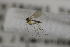  ( - NHMO-DAR-12222)  @11 [ ] CreativeCommons - Attribution Non-Commercial Share-Alike (2017) Unspecified University of Oslo, Natural History Museum