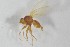  (Phytomyza soenderupi - NHMO-ENT-443348)  @11 [ ] CreativeCommons - Attribution Non-Commercial Share-Alike (2019) Unspecified University of Oslo, Natural History Museum