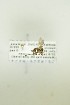  ( - NHMO-DAR-12743)  @12 [ ] CreativeCommons - Attribution Non-Commercial Share-Alike (2017) Unspecified University of Oslo, Natural History Museum