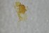  ( - NHMO-ENT-443585)  @11 [ ] CreativeCommons - Attribution Non-Commercial Share-Alike (2019) Unspecified University of Oslo, Natural History Museum