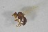  ( - NHMO-ENT-443290)  @11 [ ] CreativeCommons - Attribution Non-Commercial Share-Alike (2019) Unspecified University of Oslo, Natural History Museum