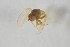  (Phytomyza origani - NHMO-ENT-443377)  @11 [ ] CreativeCommons - Attribution Non-Commercial Share-Alike (2019) Unspecified University of Oslo, Natural History Museum