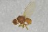  (Agromyza filipendulae - NHMO-ENT-443284)  @11 [ ] CreativeCommons - Attribution Non-Commercial Share-Alike (2019) Unspecified University of Oslo, Natural History Museum