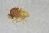  ( - NHMO-ENT-443285)  @11 [ ] CreativeCommons - Attribution Non-Commercial Share-Alike (2019) Unspecified University of Oslo, Natural History Museum