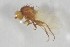  (Phytomyza buhriella - NHMO-ENT-443365)  @11 [ ] CreativeCommons - Attribution Non-Commercial Share-Alike (2019) Unspecified University of Oslo, Natural History Museum