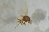 (Phytomyza ciliata - NHMO-ENT-443583)  @11 [ ] CreativeCommons - Attribution Non-Commercial Share-Alike (2019) Unspecified University of Oslo, Natural History Museum