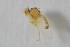  (Liriomyza intonsa - NHMO-ENT-443310)  @11 [ ] CreativeCommons - Attribution Non-Commercial Share-Alike (2019) Unspecified University of Oslo, Natural History Museum