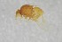  ( - NHMO-ENT-443287)  @11 [ ] CreativeCommons - Attribution Non-Commercial Share-Alike (2019) Unspecified University of Oslo, Natural History Museum