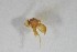  ( - NHMO-ENT-443288)  @11 [ ] CreativeCommons - Attribution Non-Commercial Share-Alike (2019) Unspecified University of Oslo, Natural History Museum