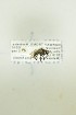 ( - NHMO-DAR-12772)  @12 [ ] CreativeCommons - Attribution Non-Commercial Share-Alike (2017) Unspecified University of Oslo, Natural History Museum