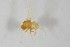  ( - NHMO-ENT-443349)  @11 [ ] CreativeCommons - Attribution Non-Commercial Share-Alike (2019) Unspecified University of Oslo, Natural History Museum