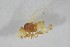  (Agromyza intermittens - NHMO-ENT-443289)  @11 [ ] CreativeCommons - Attribution Non-Commercial Share-Alike (2019) Unspecified University of Oslo, Natural History Museum