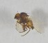  ( - NHMO-ENT-443362)  @11 [ ] CreativeCommons - Attribution Non-Commercial Share-Alike (2019) Unspecified University of Oslo, Natural History Museum