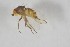  ( - NHMO-ENT-443353)  @11 [ ] CreativeCommons - Attribution Non-Commercial Share-Alike (2019) Unspecified University of Oslo, Natural History Museum