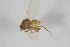  (Phytomyza melana - NHMO-ENT-443360)  @11 [ ] CreativeCommons - Attribution Non-Commercial Share-Alike (2019) Unspecified University of Oslo, Natural History Museum
