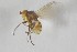  ( - NHMO-ENT-443356)  @11 [ ] CreativeCommons - Attribution Non-Commercial Share-Alike (2019) Unspecified University of Oslo, Natural History Museum