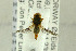  ( - NHMO-287922)  @11 [ ] CreativeCommons - Attribution Non-Commercial Share-Alike (2017) Unspecified University of Oslo, Natural History Museum