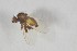  ( - NHMO-ENT-443352)  @11 [ ] CreativeCommons - Attribution Non-Commercial Share-Alike (2019) Unspecified University of Oslo, Natural History Museum