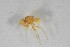  ( - NHMO-ENT-443291)  @11 [ ] CreativeCommons - Attribution Non-Commercial Share-Alike (2019) Unspecified University of Oslo, Natural History Museum