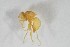  ( - NHMO-ENT-443292)  @11 [ ] CreativeCommons - Attribution Non-Commercial Share-Alike (2019) Unspecified University of Oslo, Natural History Museum
