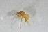  ( - NHMO-ENT-443293)  @11 [ ] CreativeCommons - Attribution Non-Commercial Share-Alike (2019) Unspecified University of Oslo, Natural History Museum