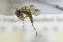  ( - NHMO-DAR-12268)  @13 [ ] CreativeCommons - Attribution Non-Commercial Share-Alike (2017) Unspecified University of Oslo, Natural History Museum