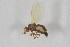  ( - NHMO-ENT-443371)  @11 [ ] CreativeCommons - Attribution Non-Commercial Share-Alike (2019) Unspecified University of Oslo, Natural History Museum