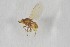 ( - NHMO-ENT-443372)  @11 [ ] CreativeCommons - Attribution Non-Commercial Share-Alike (2019) Unspecified University of Oslo, Natural History Museum
