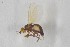 ( - NHMO-ENT-443373)  @11 [ ] CreativeCommons - Attribution Non-Commercial Share-Alike (2019) Unspecified University of Oslo, Natural History Museum