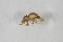  ( - NHMO-ENT-443374)  @11 [ ] CreativeCommons - Attribution Non-Commercial Share-Alike (2019) Unspecified University of Oslo, Natural History Museum