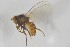  ( - NHMO-ENT-443340)  @11 [ ] CreativeCommons - Attribution Non-Commercial Share-Alike (2019) Unspecified University of Oslo, Natural History Museum