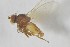  (Phytomyza rydeni - NHMO-ENT-443378)  @11 [ ] CreativeCommons - Attribution Non-Commercial Share-Alike (2019) Unspecified University of Oslo, Natural History Museum