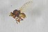  (Phytomyza virgaurea - NHMO-ENT-443370)  @11 [ ] CreativeCommons - Attribution Non-Commercial Share-Alike (2019) Unspecified University of Oslo, Natural History Museum