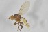  ( - NHMO-ENT-443357)  @11 [ ] CreativeCommons - Attribution Non-Commercial Share-Alike (2019) Unspecified University of Oslo, Natural History Museum