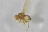  ( - NHMO-ENT-443325)  @11 [ ] CreativeCommons - Attribution Non-Commercial Share-Alike (2019) Unspecified University of Oslo, Natural History Museum