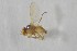  ( - NHMO-ENT-443326)  @11 [ ] CreativeCommons - Attribution Non-Commercial Share-Alike (2019) Unspecified University of Oslo, Natural History Museum