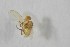  ( - NHMO-ENT-443327)  @11 [ ] CreativeCommons - Attribution Non-Commercial Share-Alike (2019) Unspecified University of Oslo, Natural History Museum