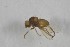  (Metopomyza xanthaspida - NHMO-ENT-443331)  @11 [ ] CreativeCommons - Attribution Non-Commercial Share-Alike (2019) Unspecified University of Oslo, Natural History Museum